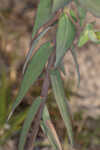 Greater Florida spurge